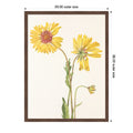 Perennial Gaillardia Mary Vaux Walcott By Mary Vaux Walcott Framed Mounted Canvas Wall Art Print