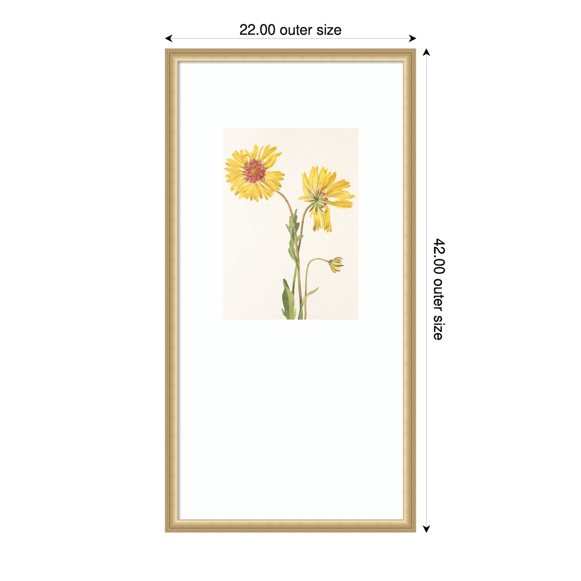 Perennial Gaillardia Mary Vaux Walcott By Mary Vaux Walcott Wood Framed Wall Art Print