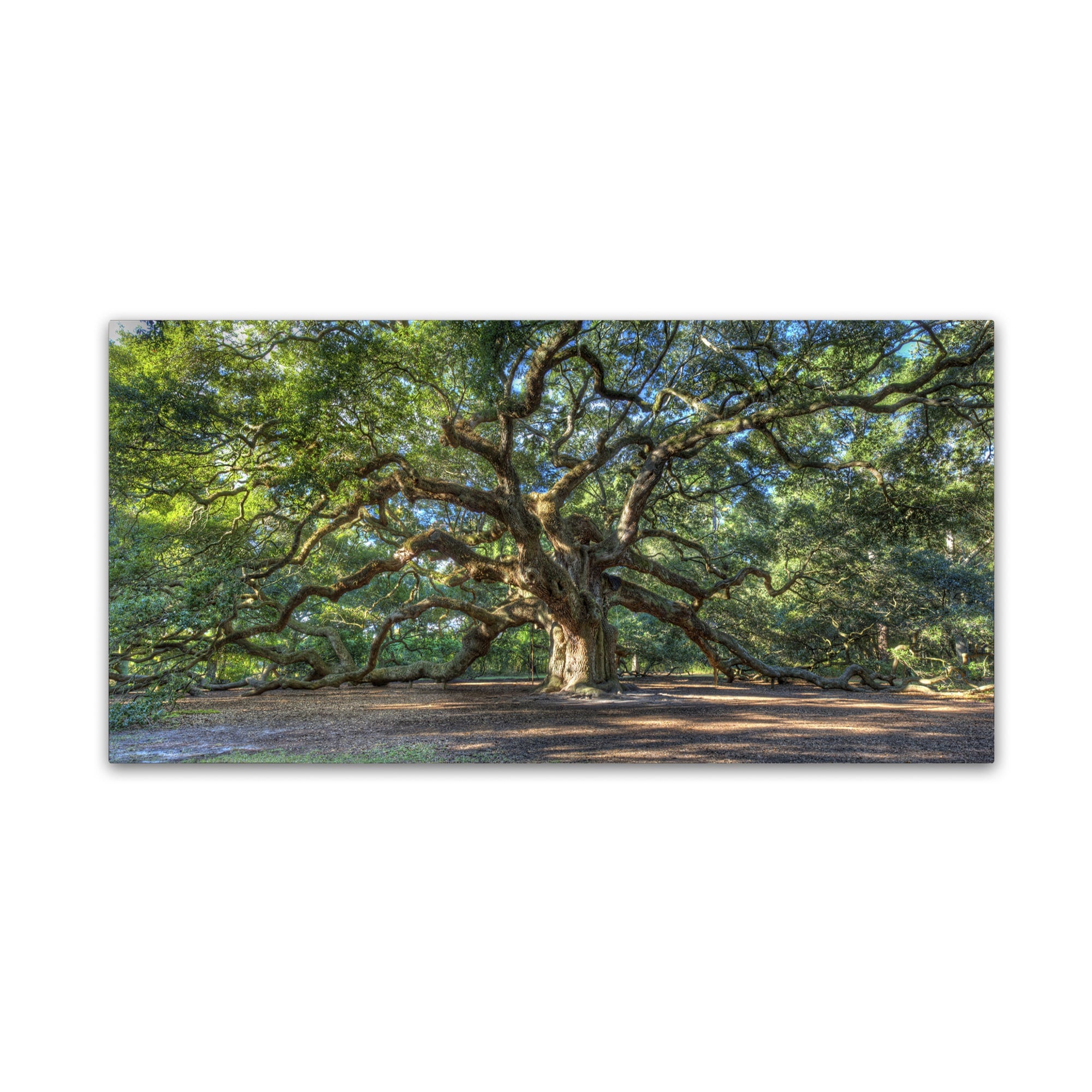 Pierre Leclerc Angel Oak Charleston Gallery Wrapped Canvas Wall Art