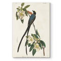 Pl 168 Fork Tailed Flycatcher Premium Gallery Wrapped Canvas