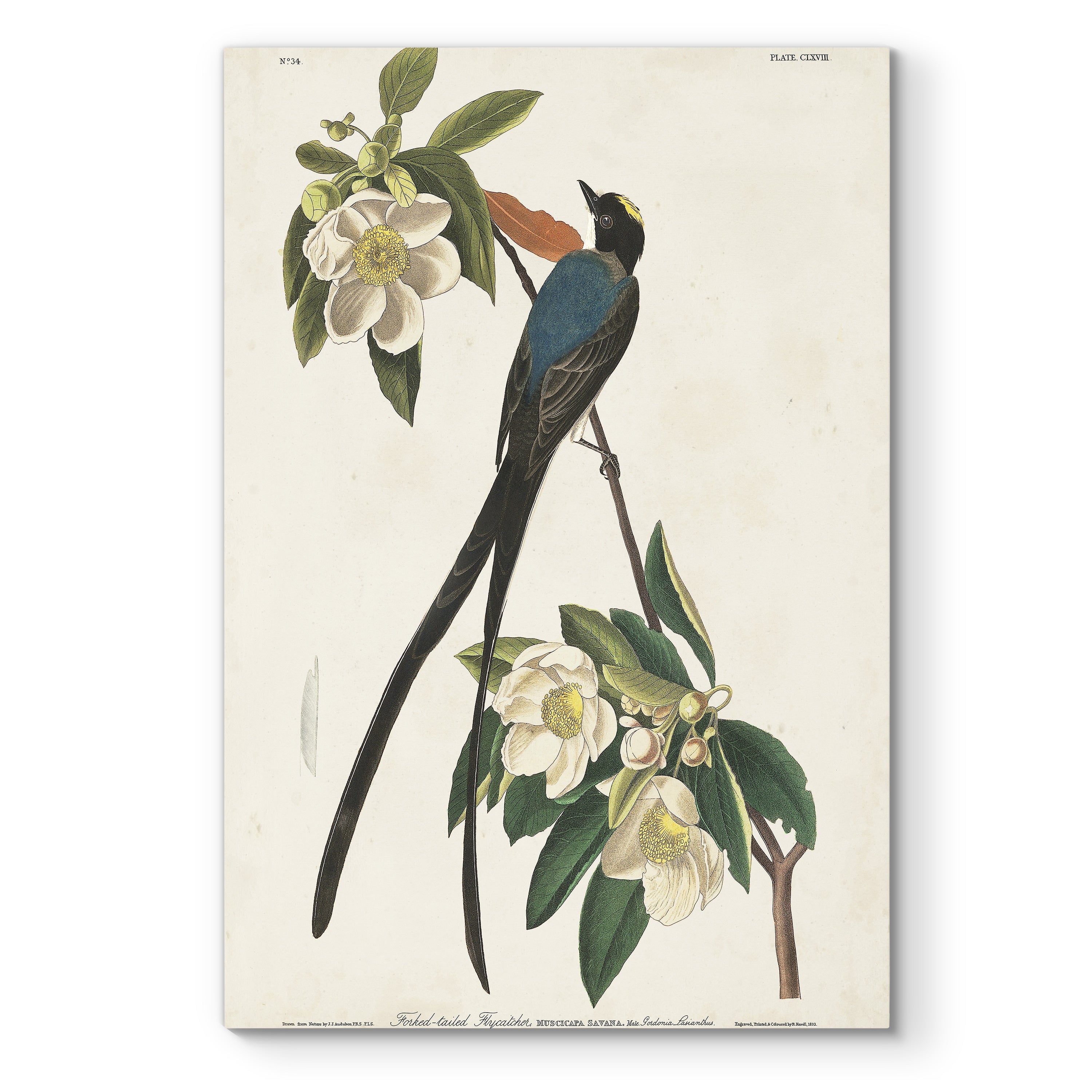 Pl 168 Fork Tailed Flycatcher Premium Gallery Wrapped Canvas