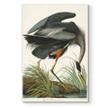 Pl 211 Great Blue Heron Premium Gallery Wrapped Canvas