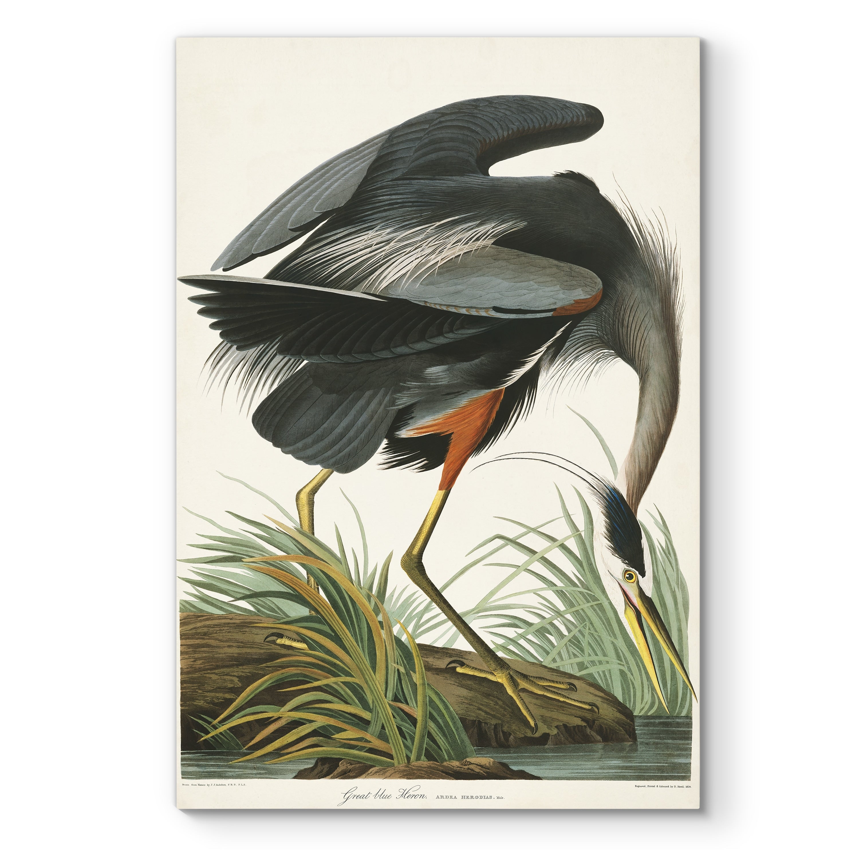 Pl 211 Great Blue Heron Premium Gallery Wrapped Canvas