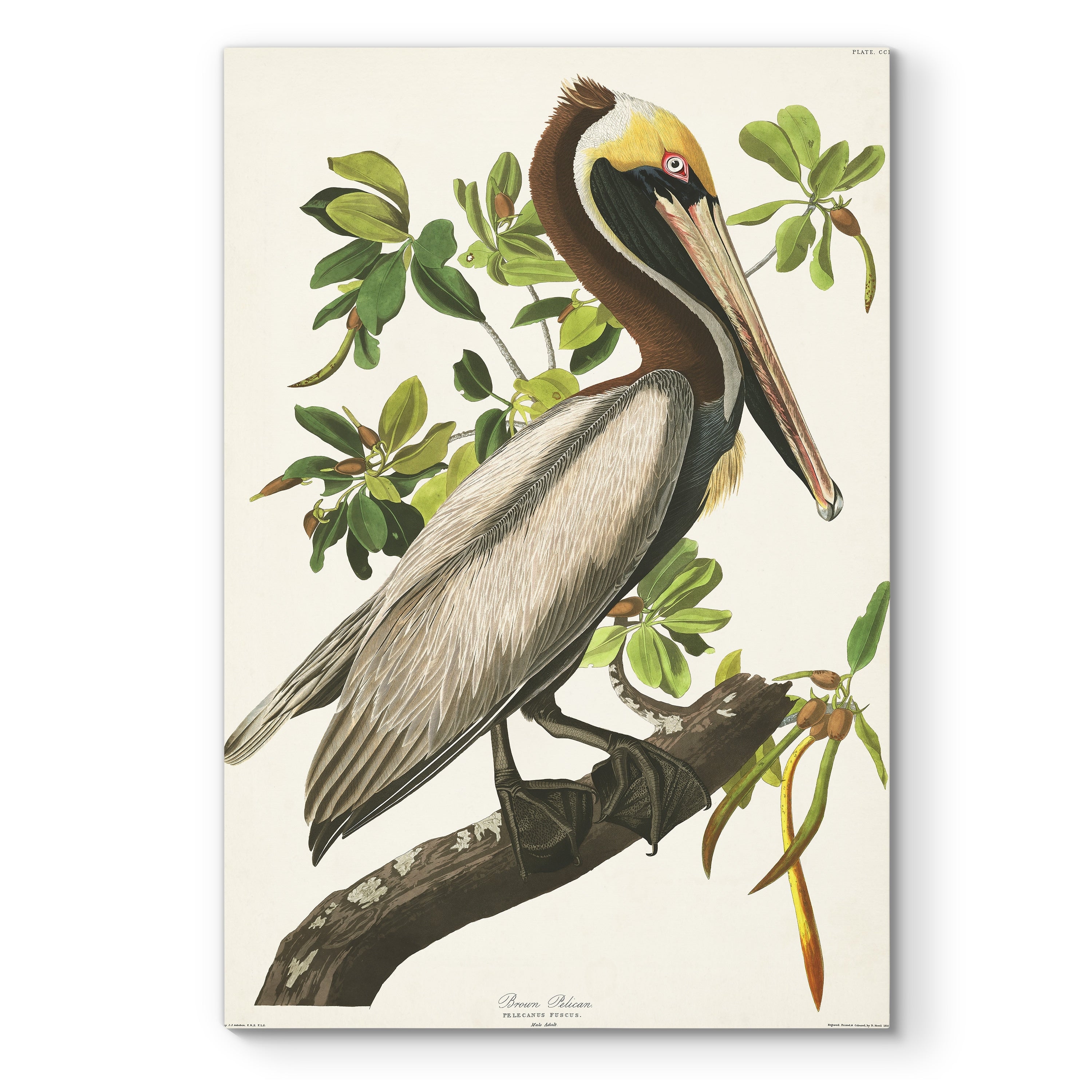 Pl 251 Brown Pelican Premium Gallery Wrapped Canvas