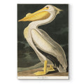 Pl 311 American White Pelican Premium Gallery Wrapped Canvas