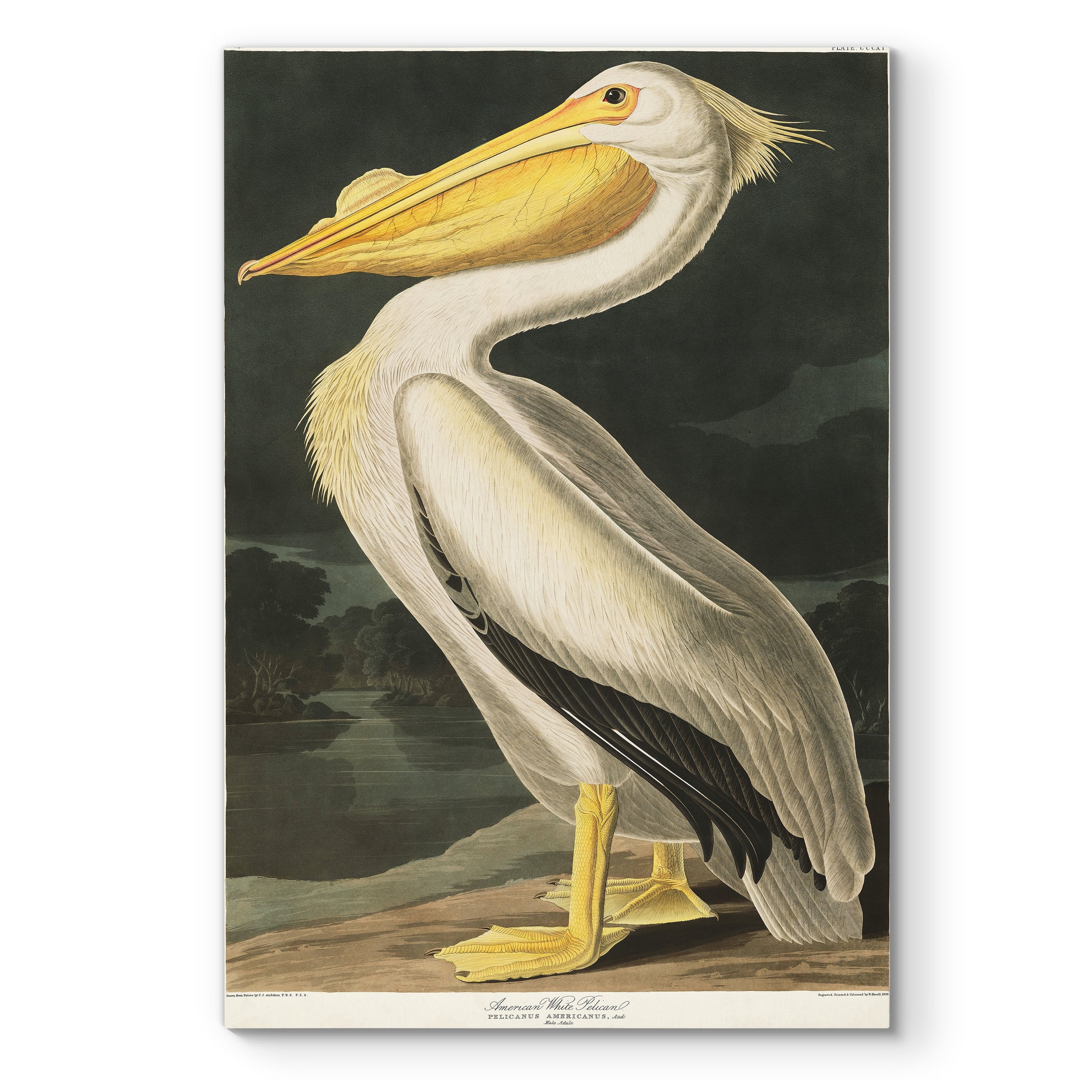 Pl 311 American White Pelican Premium Gallery Wrapped Canvas