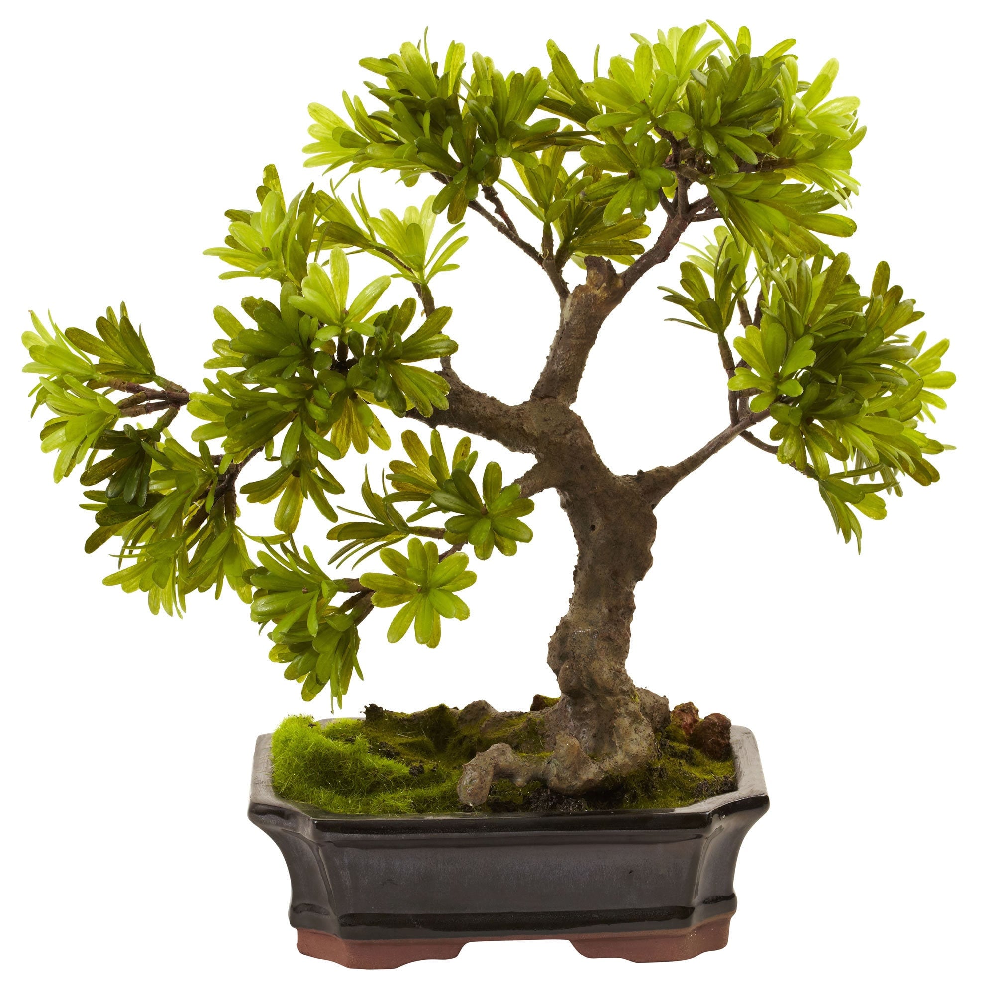 Podocarpus With Mossed Bonsai Planter