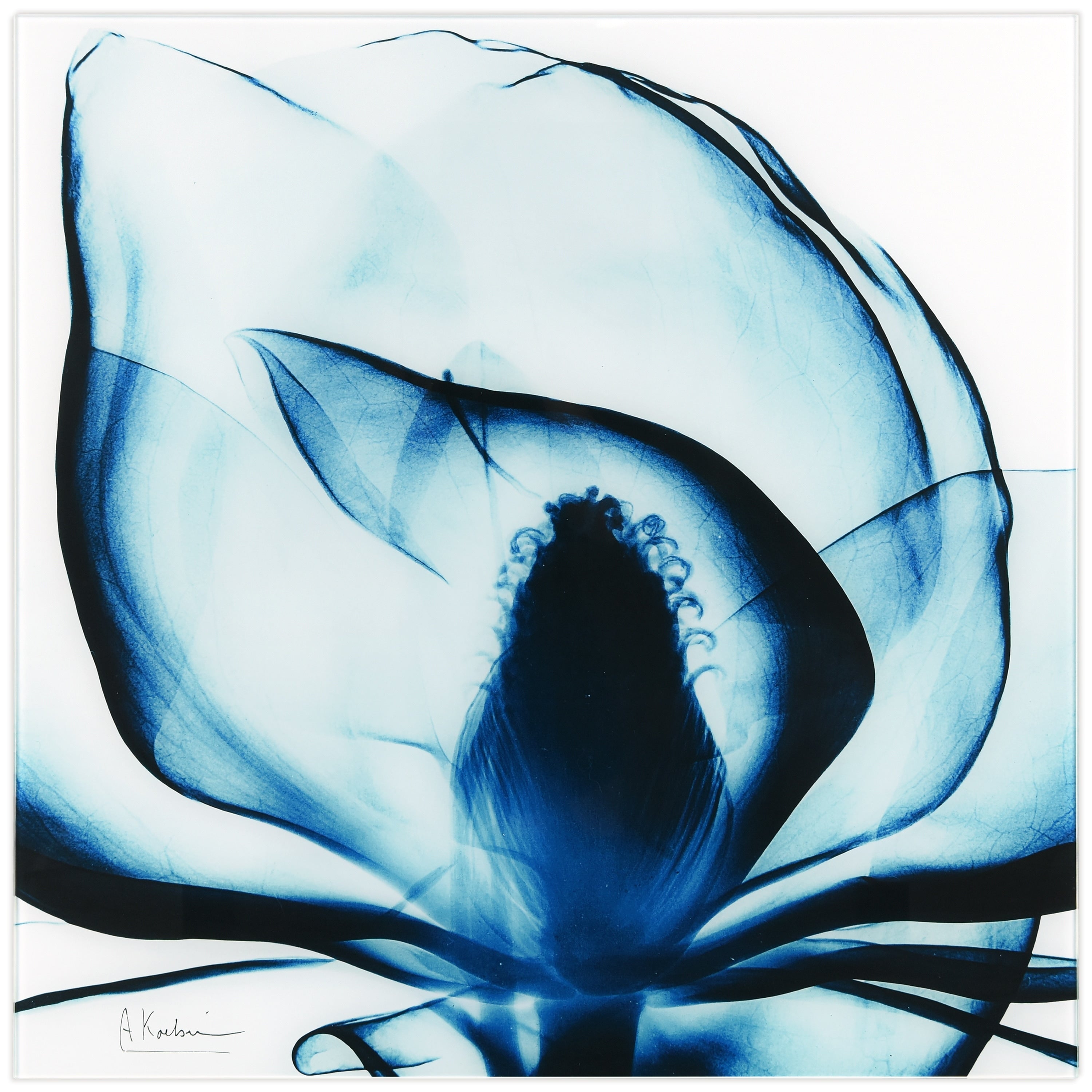 Porch Den Blue Magnolia X Ray Frameless Floating Glass Panel Art