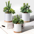 Potted Mix Succulent 7 8 3 Piece Set