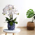 Potted Phaleanopsis X4 In Ming Pot 23