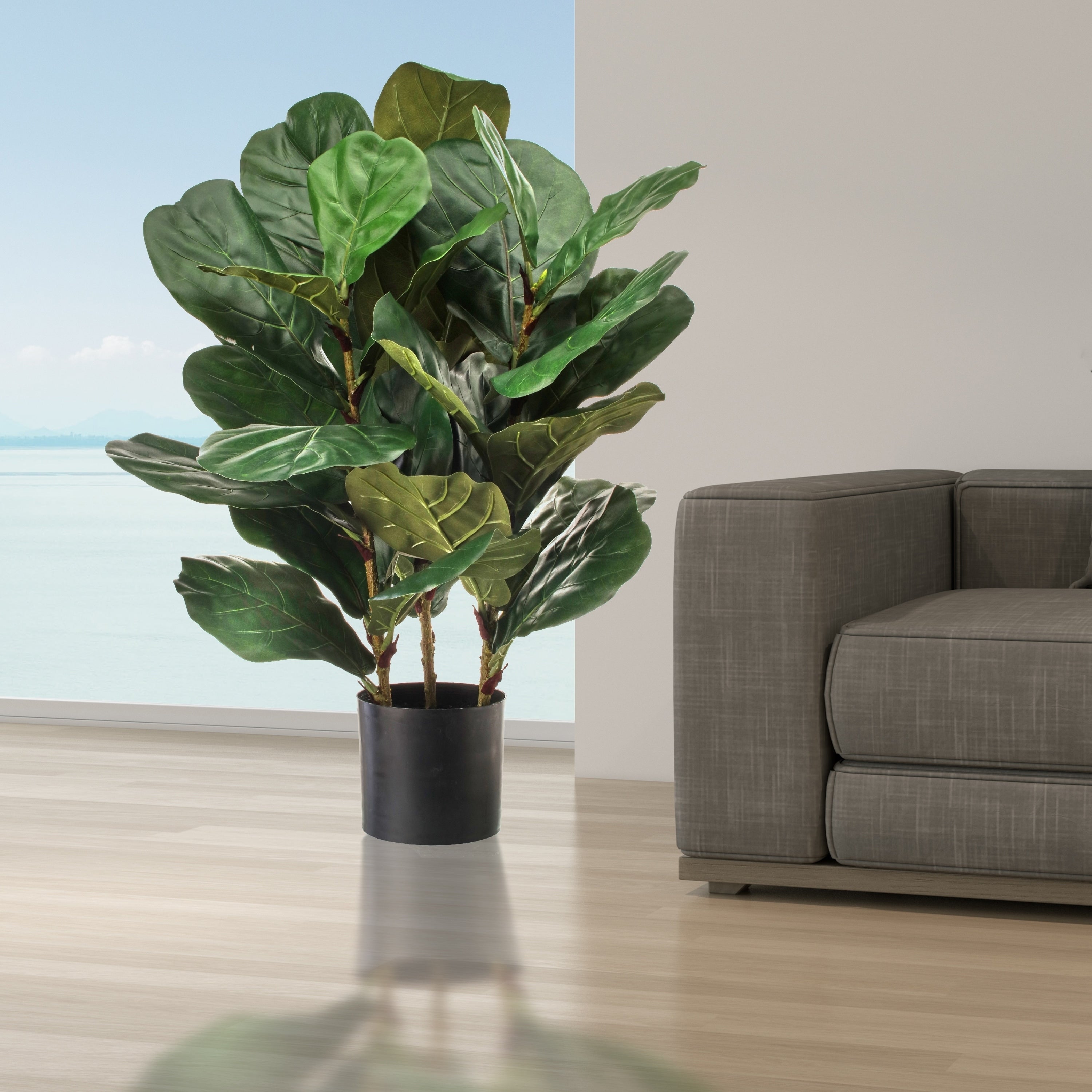 Potted Triple Mature Fiddle Leaf Plant 32