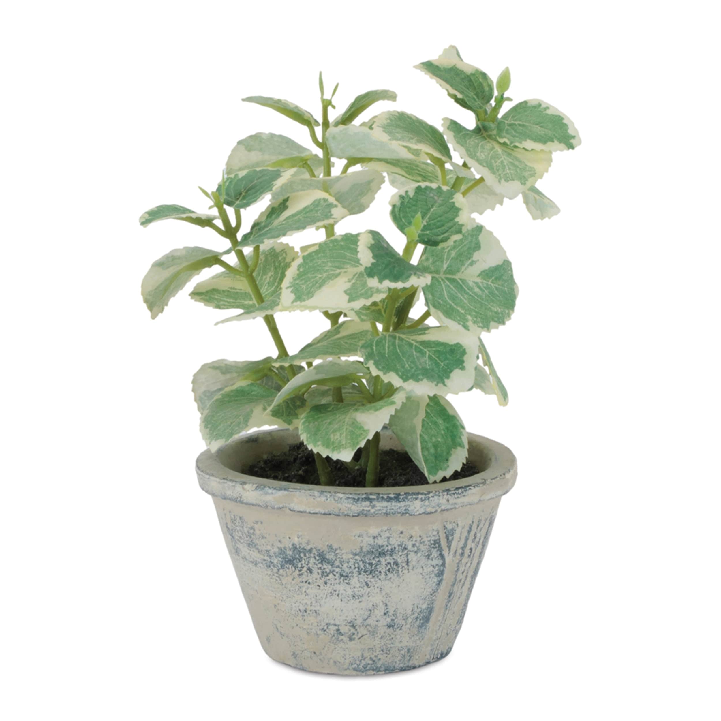 Potted Variegated Swedish Ivy 7 H