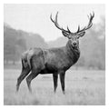 Proud Deer By Photoinc Studio Wrapped Canvas Art