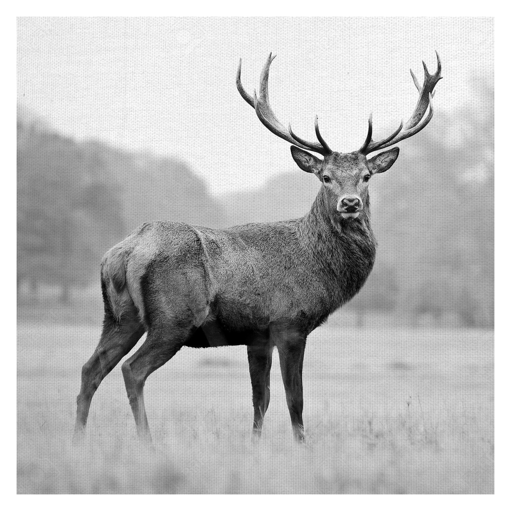 Proud Deer By Photoinc Studio Wrapped Canvas Art