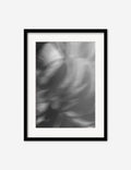 Ranunculus 1 Photography Print by Carley Rudd