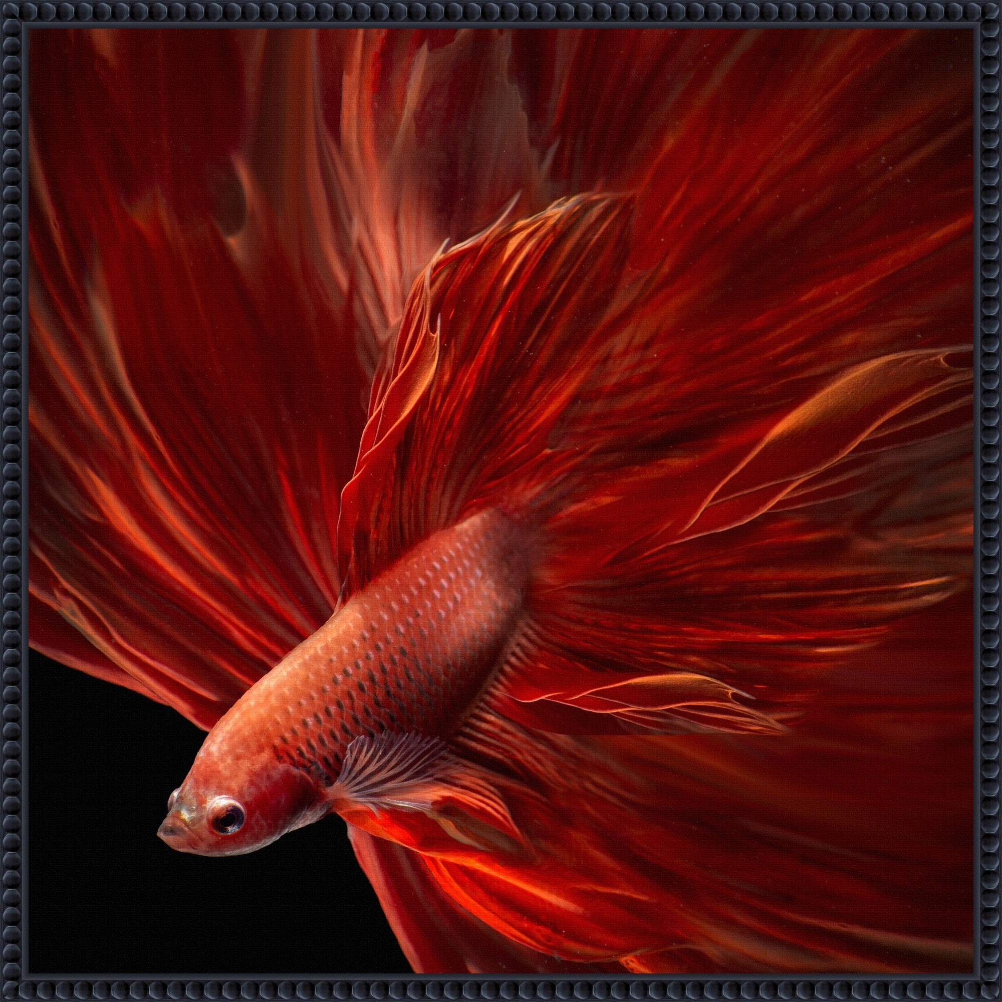 Red Fire Betta Fish By Antonyus Bunjamin Framed Canvas Wall Art Print