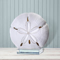 Resin Sand Dollar On Acryl 8