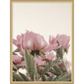 Romantic Nostalgia Peony Blossoms By Stephanie Klatt Framed Mounted Canvas Wall Art Print