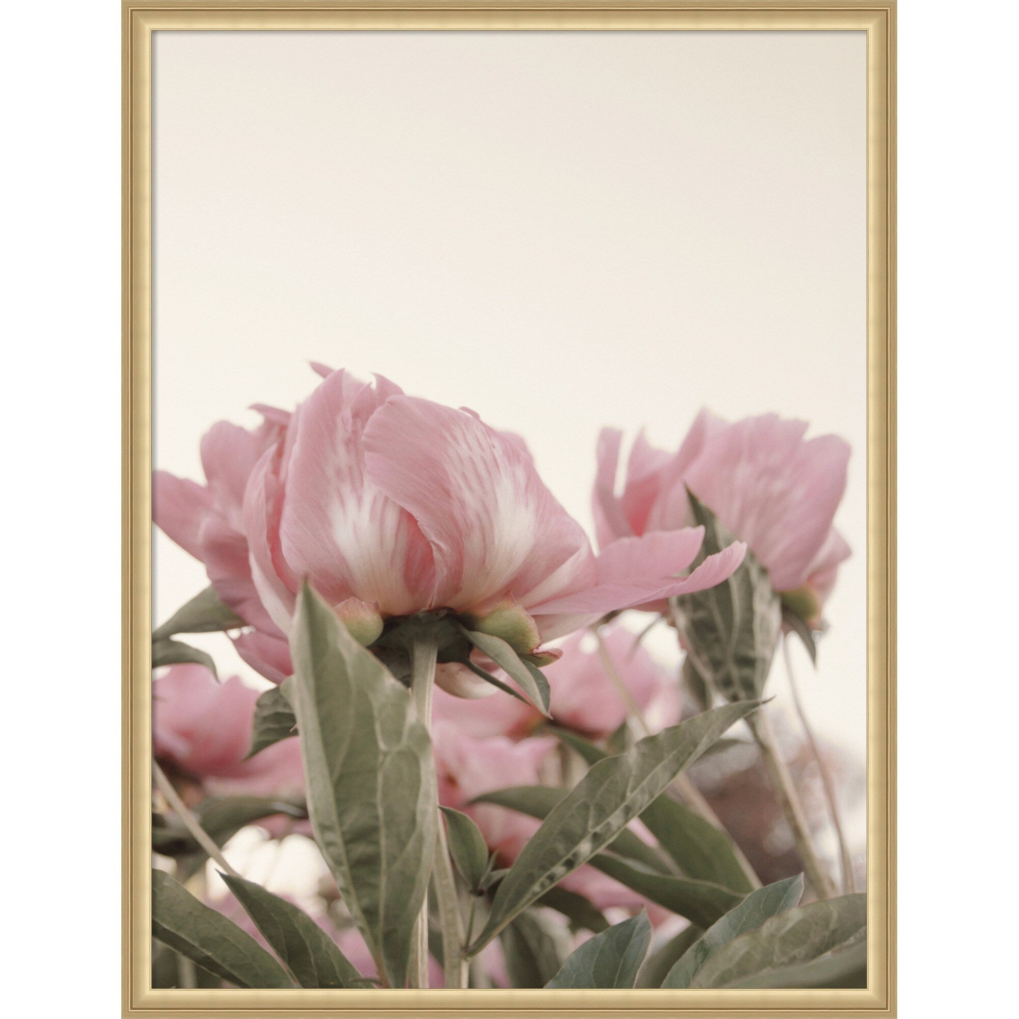 Romantic Nostalgia Peony Blossoms By Stephanie Klatt Framed Mounted Canvas Wall Art Print