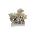 Rugosa Coral 7 10 Inch On Acrylic Base