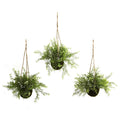 Ruscus And Sedum Hanging Basket Set Of 3