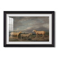 Ryelands Sheep The Kings Ram C 1801 1807 James Ward Custom Framed Print