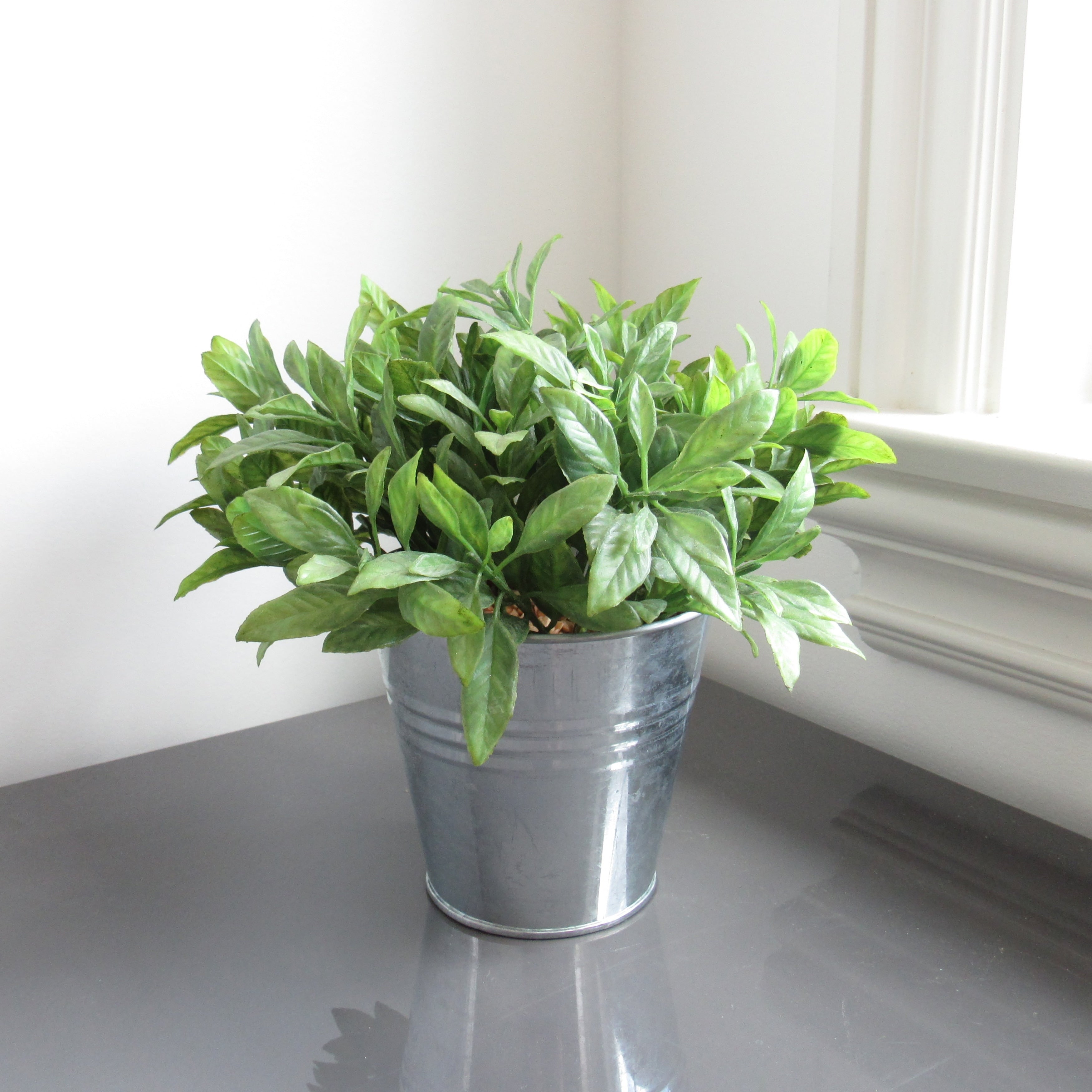 Sage Basil Herb Plant In Metal Pot 8In 8 H X 8 W X 8 Dp