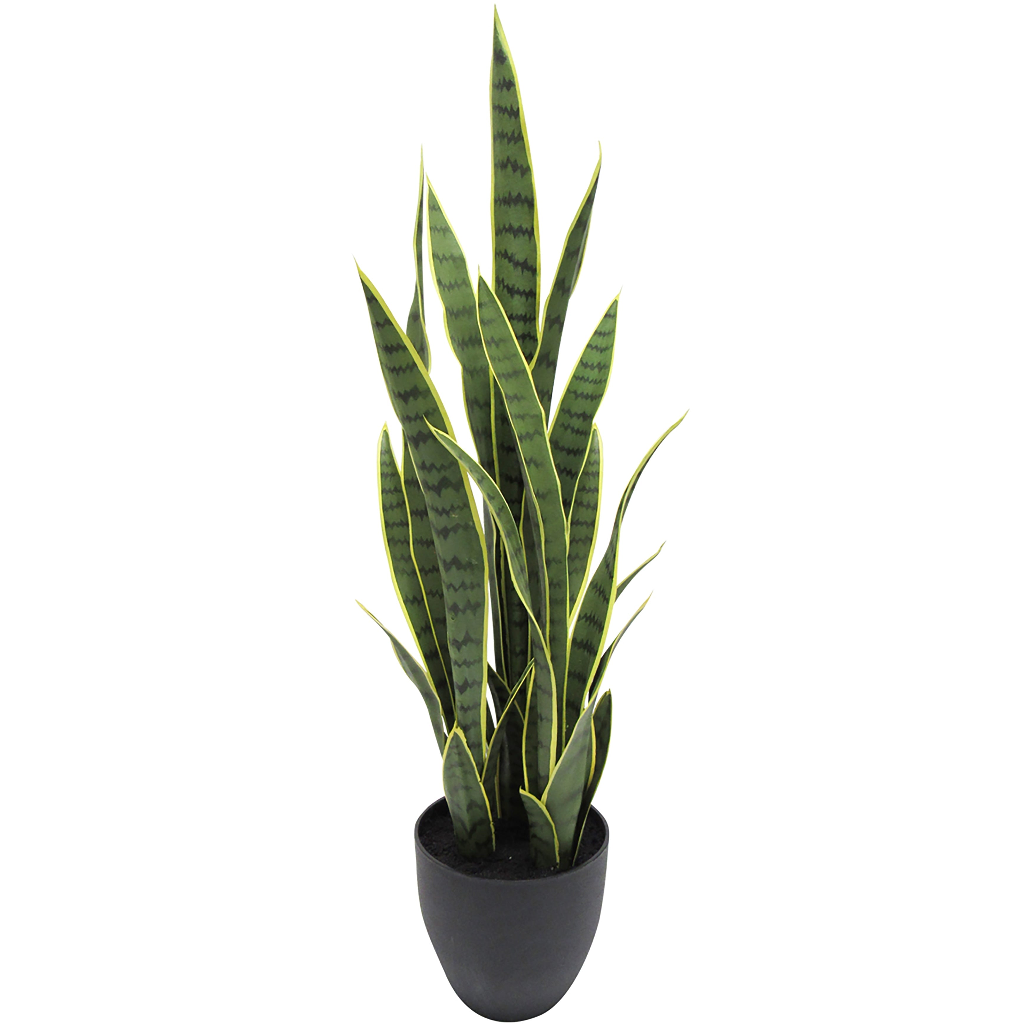 Sansevieria Snake Plant In Black Pot