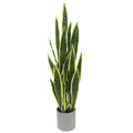 Sansevieria Snake Plant In Grey Pot