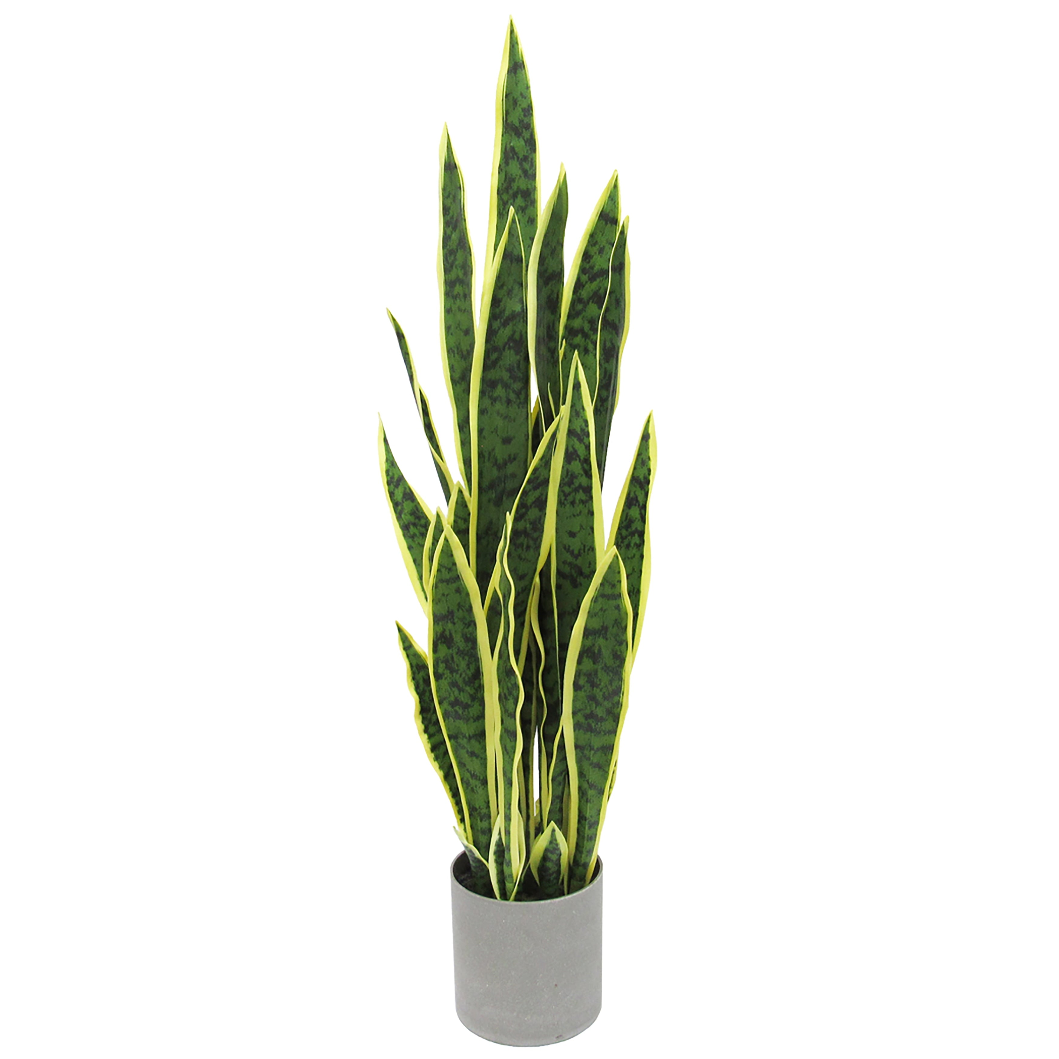 Sansevieria Snake Plant In Grey Pot