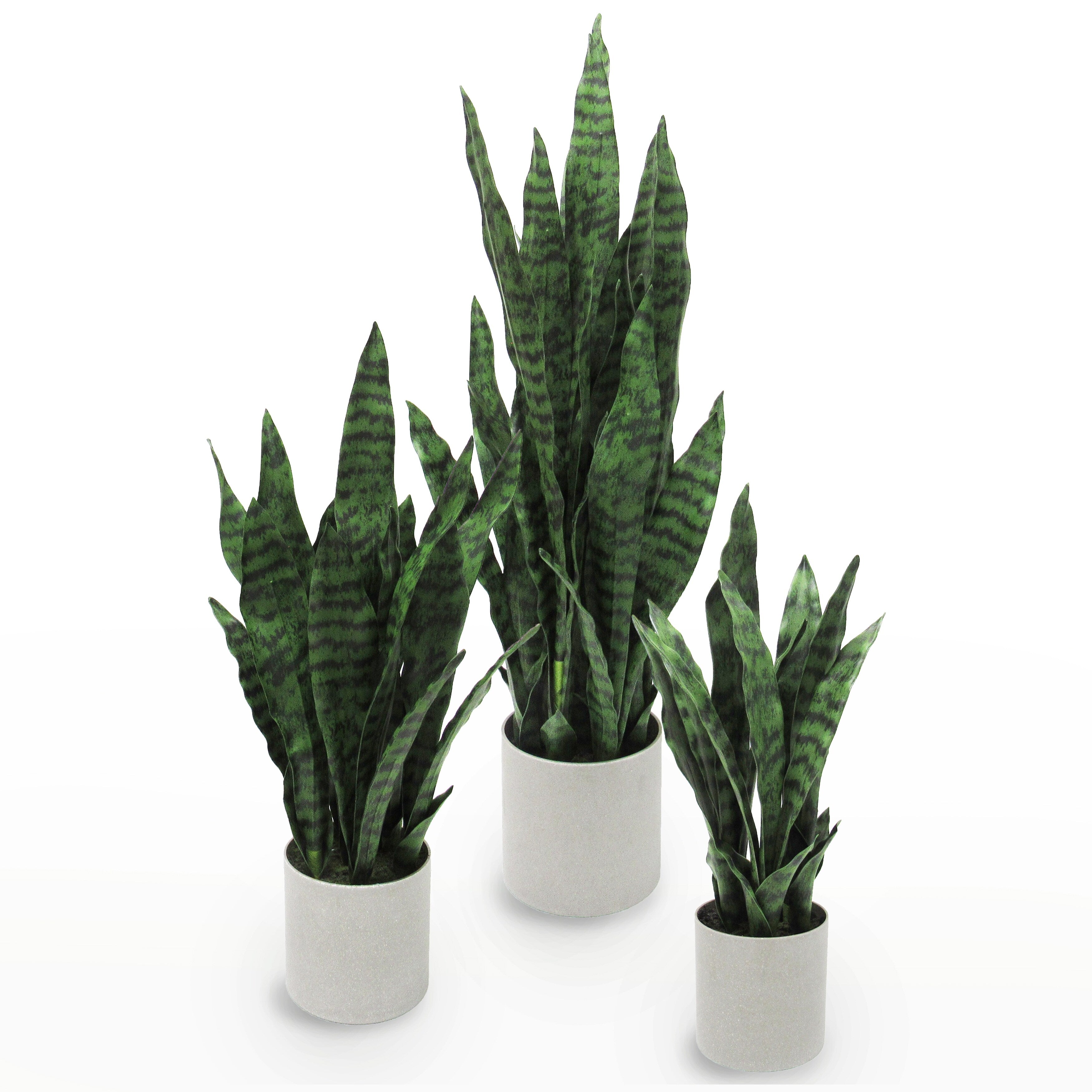 Sansevieria Snake Plant In Grey Pot