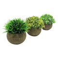 Set Of 3 Boxwood Grass Leaf Mix Mini Plant In Pot 4.75In 4.75 H X 4.75 W X 4.75 Dp