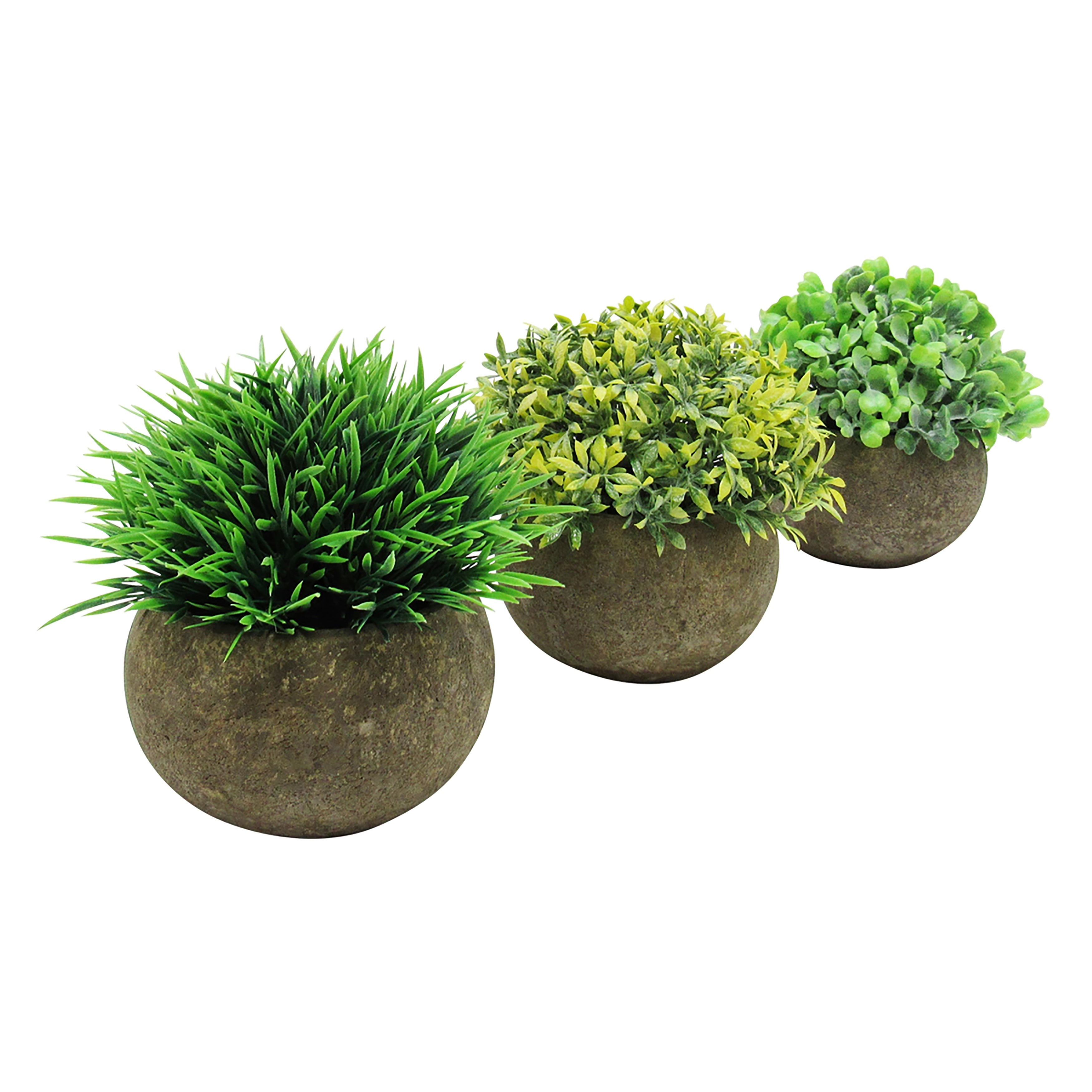 Set Of 3 Boxwood Grass Leaf Mix Mini Plant In Pot 4.75In 4.75 H X 4.75 W X 4.75 Dp