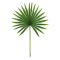 Set Of 3 Tropical Fan Palm Leaf Stem 20In 20 L X 12 W X 0.5 Dp