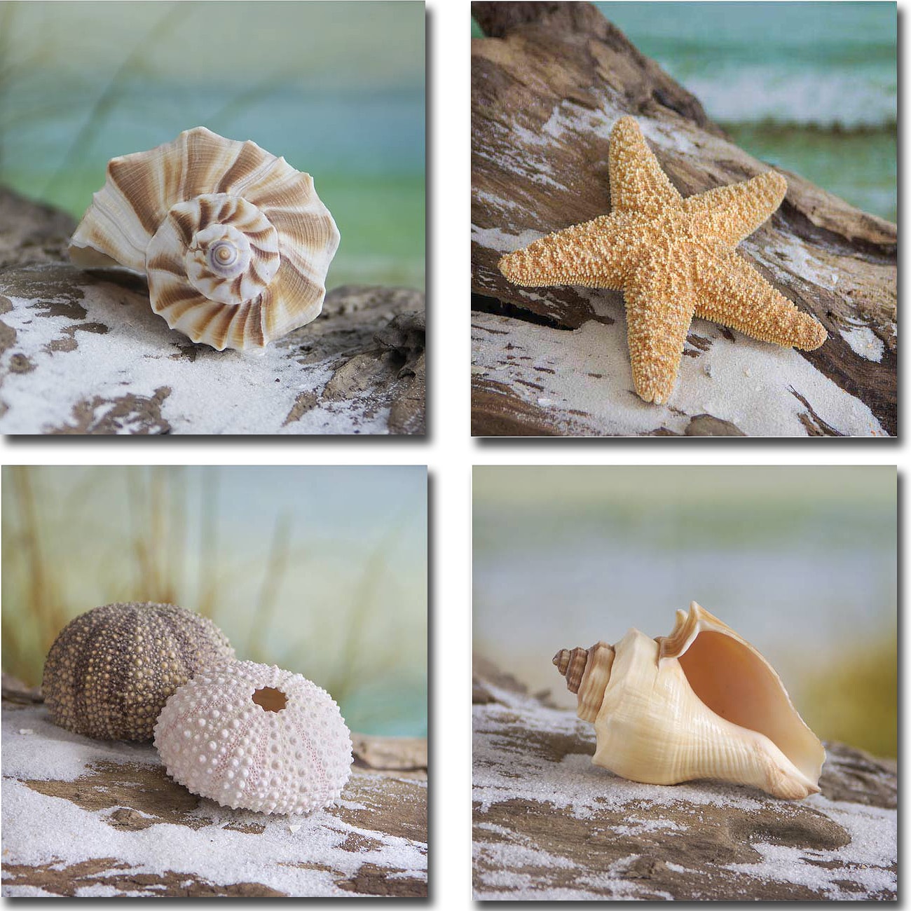 Shell And Driftwood I Ii Iii And Iv By Donna Geissler 4 Piece Gallery Wrapped Canvas Giclee Art Set