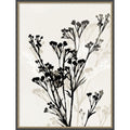 Silhouettes Of Delicate Blooms Ii By Aria K Framed Mounted Canvas Wall Art Print