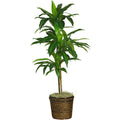Silk 48 Inch Real Touch Dracaena Plant