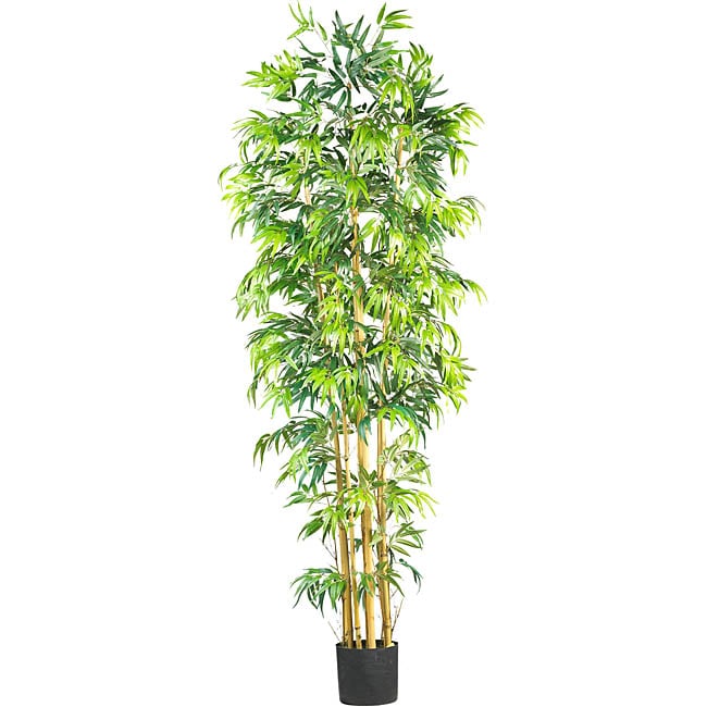 Bambusa 7 Foot Tree