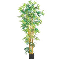 Bambusa Tree