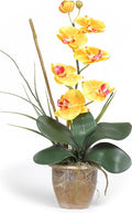 Single Stem Phalaenopsis Silk Orchid Plant