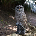 Soreal Brown Barred Owl On Branch