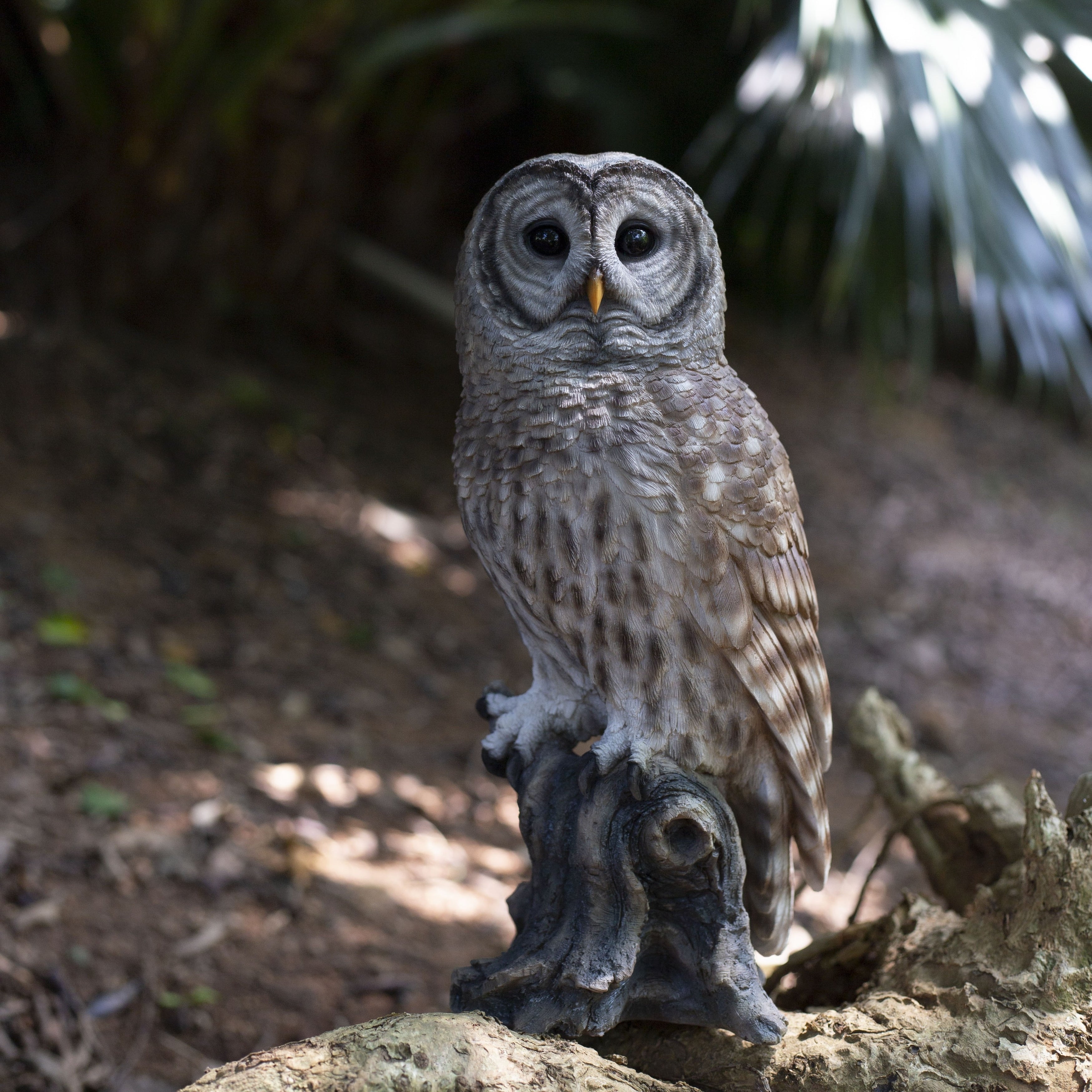 Soreal Brown Barred Owl On Branch