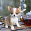 Soreal Brown Chihuahua
