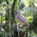 Soreal Brown Long Eared Owl On Branch