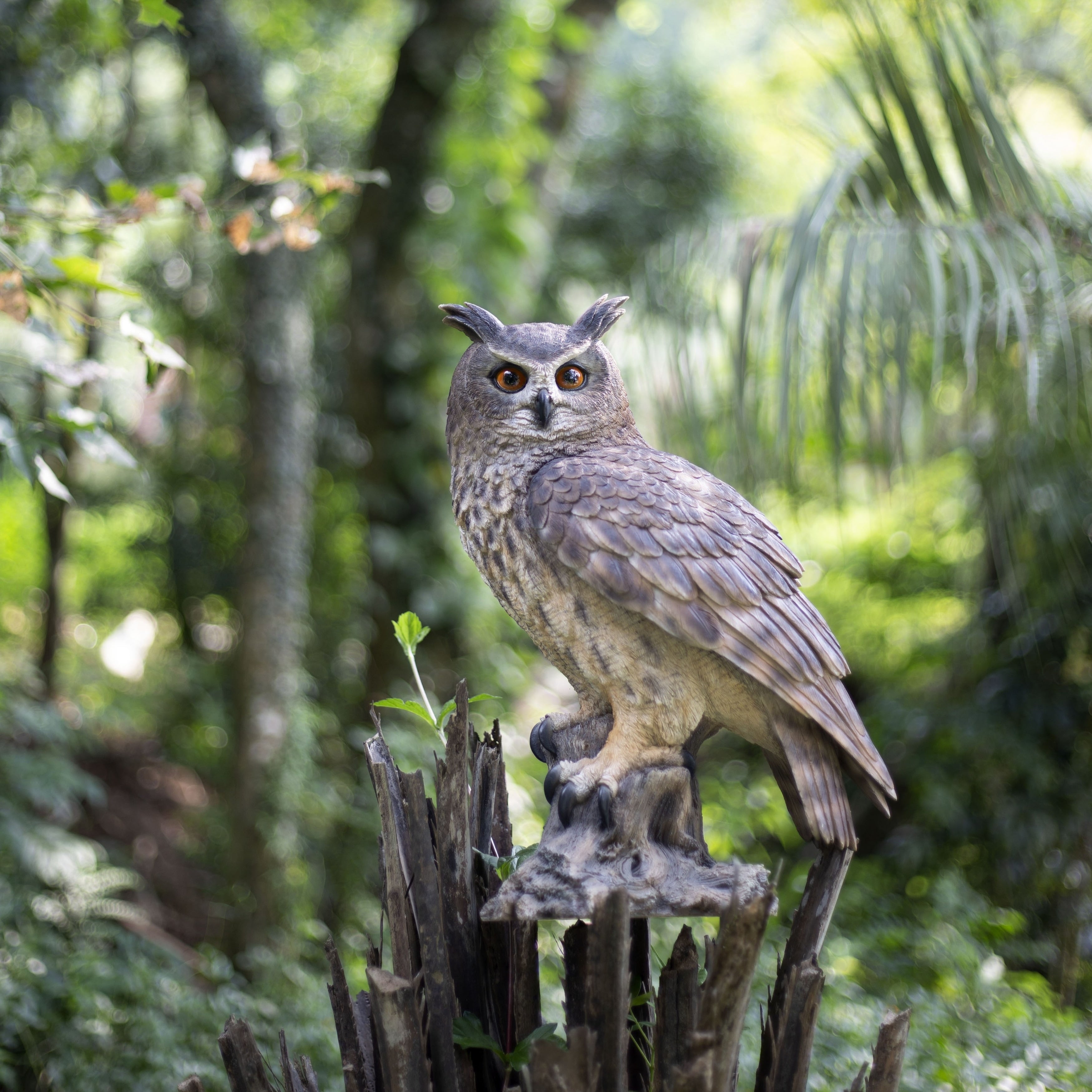 Soreal Brown Long Eared Owl On Branch