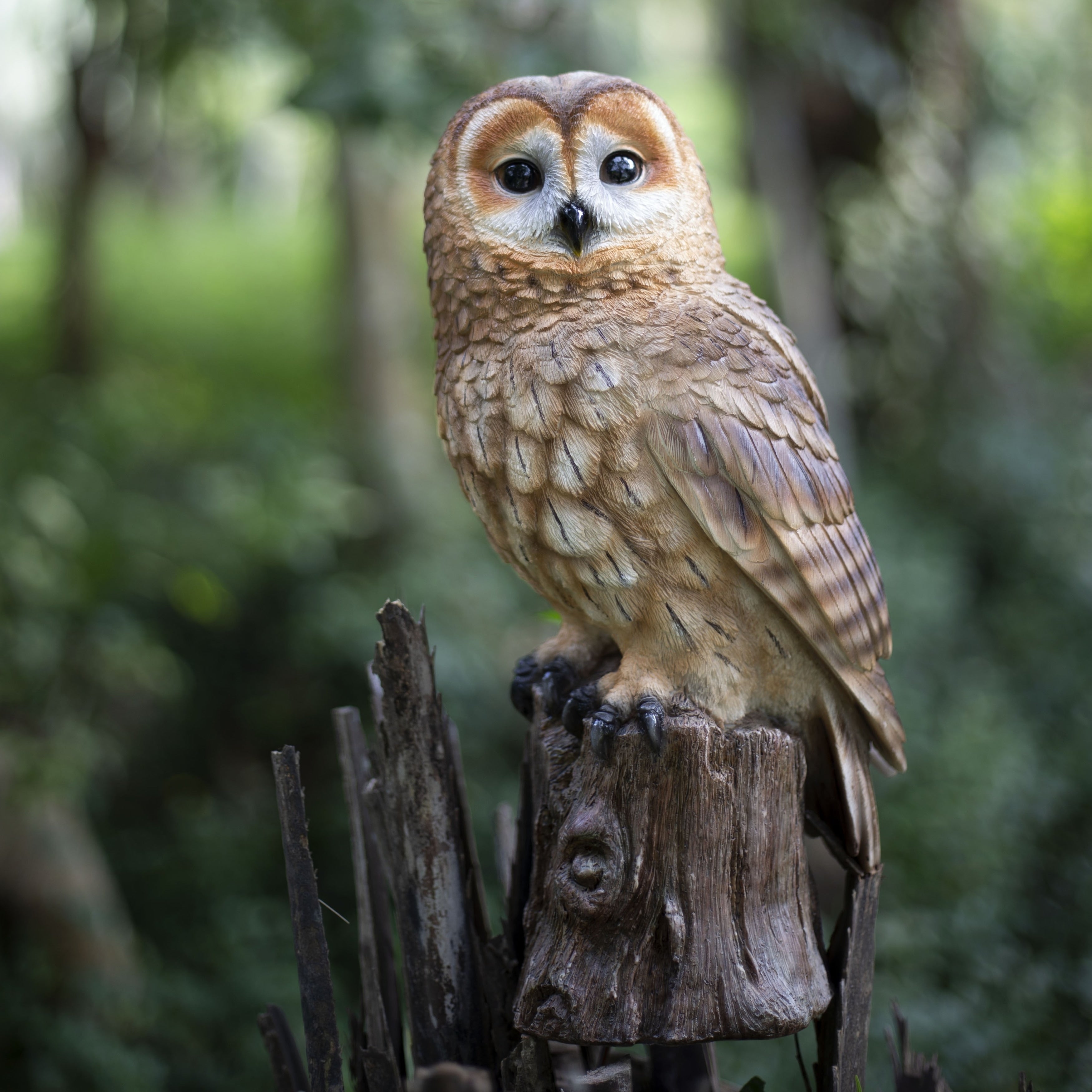 Soreal Brown Owl On Branch