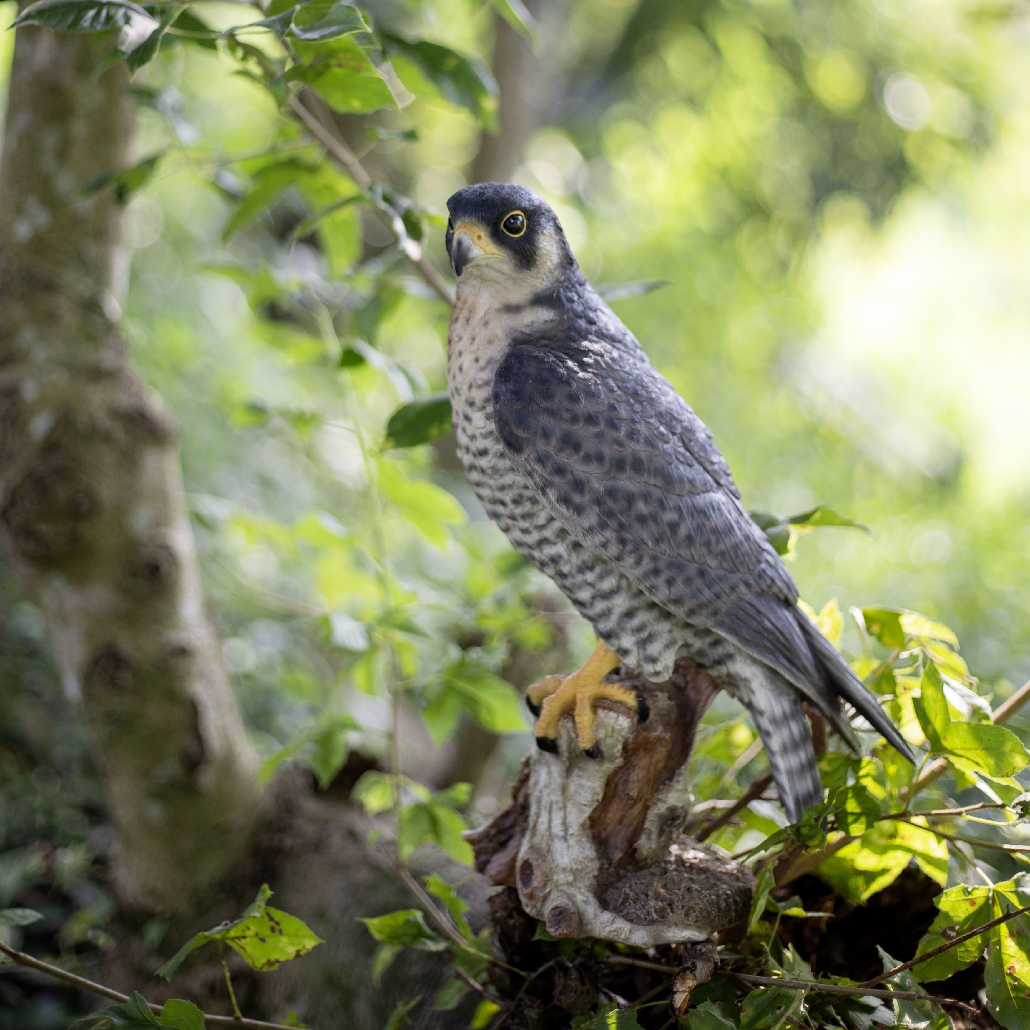 Soreal Brown Peregrine Falcon On Branch
