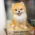 Soreal Brown Pomeranian