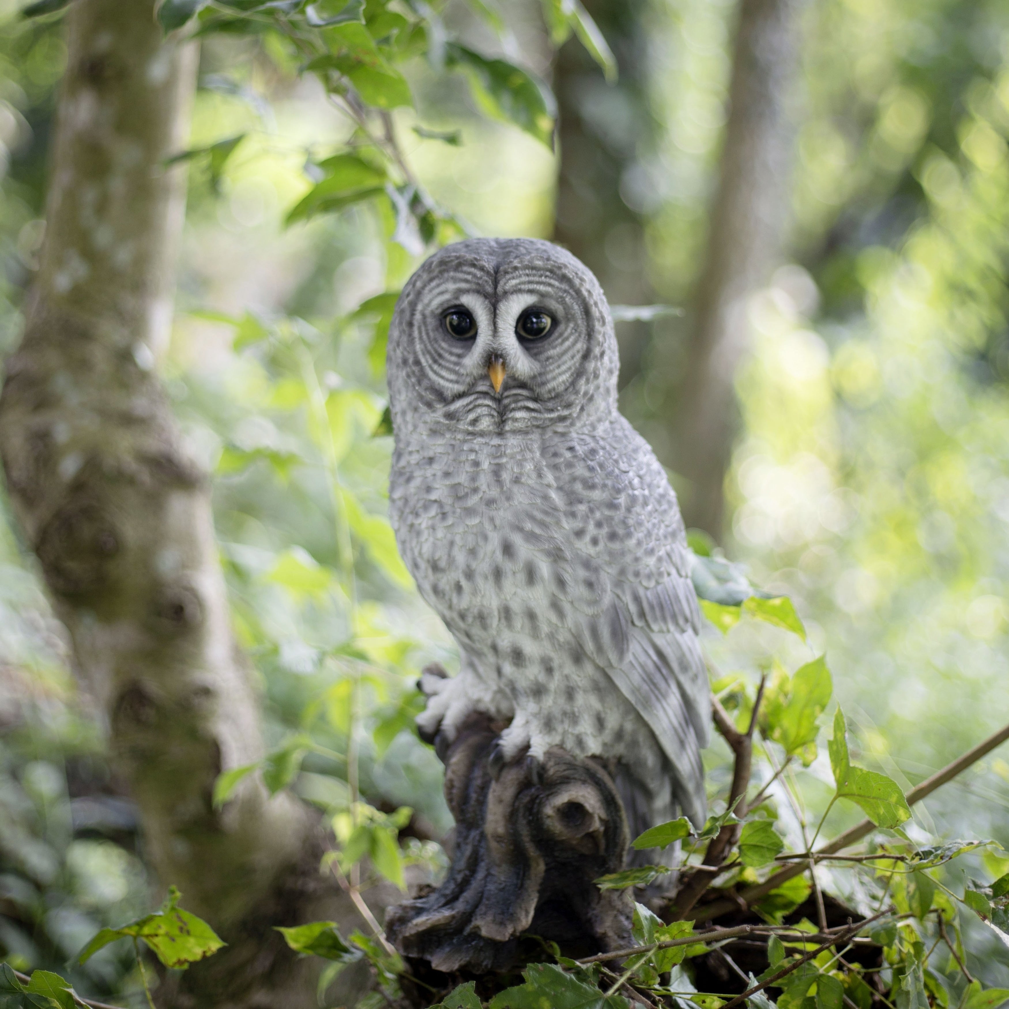 Soreal Grey Tawny Owl On Branch