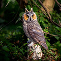 Soreal Long Eared Owl On Branch